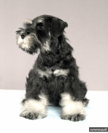 miniature-schnauzer-boy-is-ready-for-adoption-in-atlanta-big-1