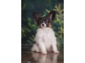 papillon-girl-looking-for-a-new-home-papillon-in-dallas-small-4