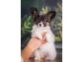 papillon-girl-looking-for-a-new-home-papillon-in-dallas-small-1