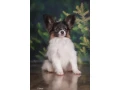 papillon-girl-looking-for-a-new-home-papillon-in-dallas-small-3