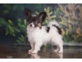 papillon-girl-looking-for-a-new-home-papillon-in-dallas-small-2