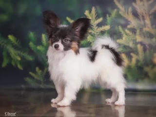 Papillon girl looking for a new home. Papillon in Dallas.