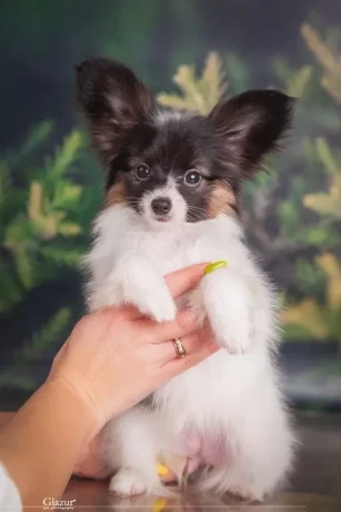 papillon-girl-looking-for-a-new-home-papillon-in-dallas-big-1