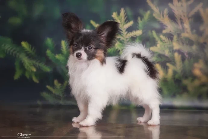 papillon-girl-looking-for-a-new-home-papillon-in-dallas-big-2