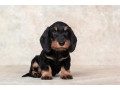 dachshund-puppy-12-weeks-old-ready-for-adoption-in-texas-small-0