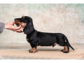 dachshund-puppy-12-weeks-old-ready-for-adoption-in-texas-small-4