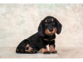 dachshund-puppy-12-weeks-old-ready-for-adoption-in-texas-small-3