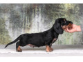 dachshund-puppy-12-weeks-old-ready-for-adoption-in-texas-small-5