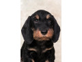 dachshund-puppy-12-weeks-old-ready-for-adoption-in-texas-small-1