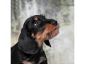 dachshund-puppy-12-weeks-old-ready-for-adoption-in-texas-small-6