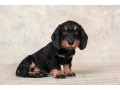 dachshund-puppy-12-weeks-old-ready-for-adoption-in-texas-small-2