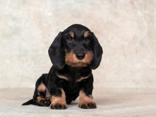 Dachshund Puppy 12 weeks Old Ready for Adoption in Texas