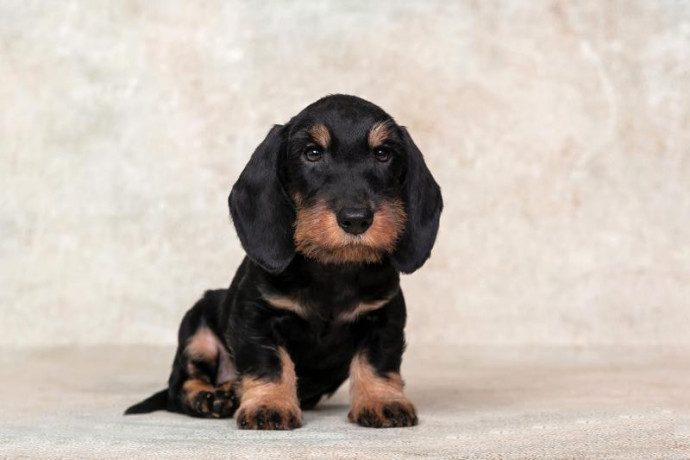 dachshund-puppy-12-weeks-old-ready-for-adoption-in-texas-big-0