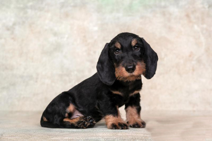 dachshund-puppy-12-weeks-old-ready-for-adoption-in-texas-big-3