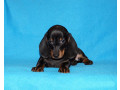 2-dachshund-girls-are-waiting-for-their-owners-in-dallas-small-10