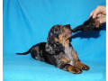 2-dachshund-girls-are-waiting-for-their-owners-in-dallas-small-1