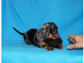 2-dachshund-girls-are-waiting-for-their-owners-in-dallas-small-3