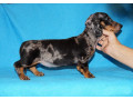 2-dachshund-girls-are-waiting-for-their-owners-in-dallas-small-2