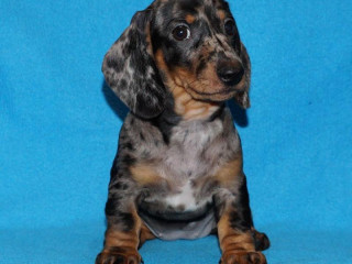 2 dachshund girls are waiting for their owners in Dallas