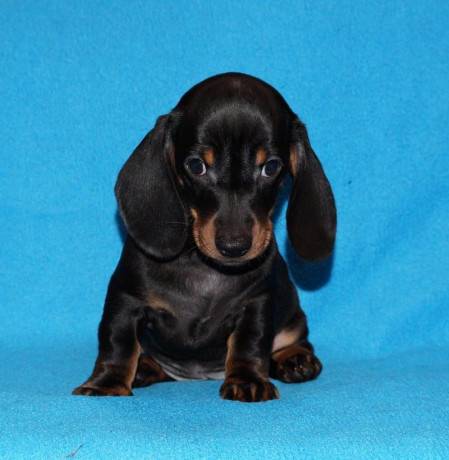 2-dachshund-girls-are-waiting-for-their-owners-in-dallas-big-6