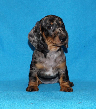 2-dachshund-girls-are-waiting-for-their-owners-in-dallas-big-0