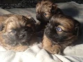 pekingese-puppies-2-boys-and-1-girl-in-los-angeles-small-2