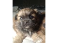 pekingese-puppies-2-boys-and-1-girl-in-los-angeles-small-1