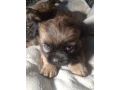 pekingese-puppies-2-boys-and-1-girl-in-los-angeles-small-5