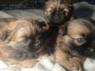 Pekingese puppies, 2 boys and 1 girl in Los Angeles