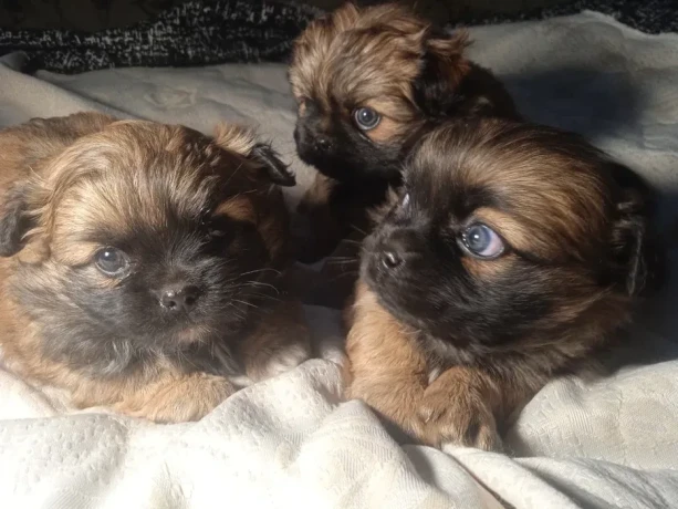 pekingese-puppies-2-boys-and-1-girl-in-los-angeles-big-2