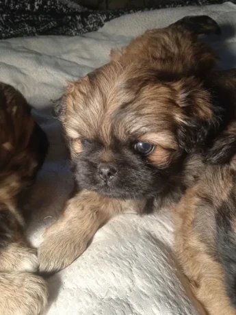 pekingese-puppies-2-boys-and-1-girl-in-los-angeles-big-4