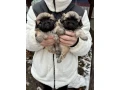 minnesota-pekinese-puppies-ready-to-be-reserved-small-2