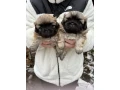 minnesota-pekinese-puppies-ready-to-be-reserved-small-0