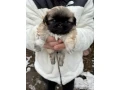 minnesota-pekinese-puppies-ready-to-be-reserved-small-1