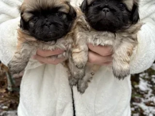 Minnesota Pekinese puppies ready to be reserved