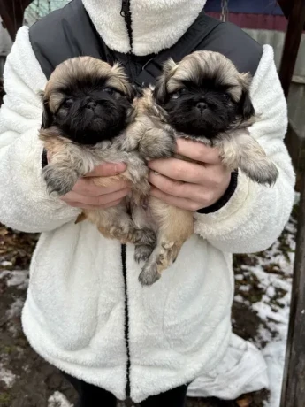 minnesota-pekinese-puppies-ready-to-be-reserved-big-2