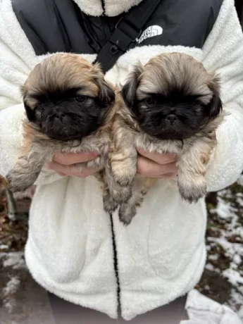 minnesota-pekinese-puppies-ready-to-be-reserved-big-3