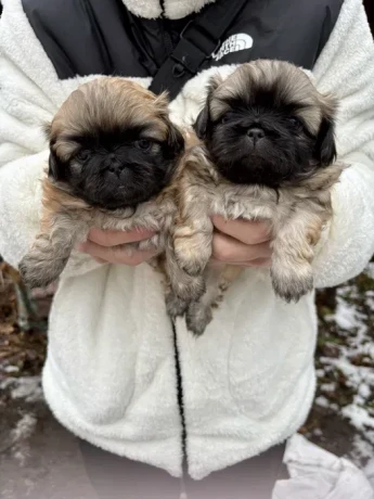 minnesota-pekinese-puppies-ready-to-be-reserved-big-0