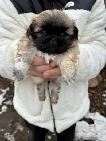 minnesota-pekinese-puppies-ready-to-be-reserved-big-1