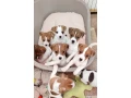 jack-russell-terrier-puppies-are-looking-for-a-new-home-in-orlando-florida-small-6