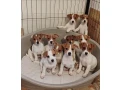 jack-russell-terrier-puppies-are-looking-for-a-new-home-in-orlando-florida-small-5