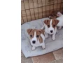 jack-russell-terrier-puppies-are-looking-for-a-new-home-in-orlando-florida-small-3