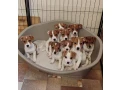 jack-russell-terrier-puppies-are-looking-for-a-new-home-in-orlando-florida-small-4