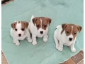 jack-russell-terrier-puppies-are-looking-for-a-new-home-in-orlando-florida-small-2