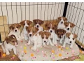 jack-russell-terrier-puppies-are-looking-for-a-new-home-in-orlando-florida-small-0