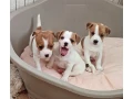 jack-russell-terrier-puppies-are-looking-for-a-new-home-in-orlando-florida-small-1