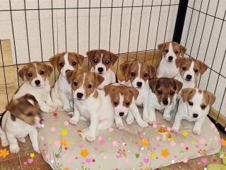 Jack Russell Terrier puppies are looking for a new home in Orlando, Florida