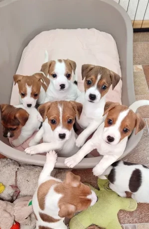 jack-russell-terrier-puppies-are-looking-for-a-new-home-in-orlando-florida-big-6