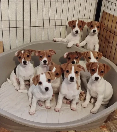 jack-russell-terrier-puppies-are-looking-for-a-new-home-in-orlando-florida-big-5