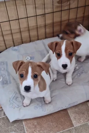 jack-russell-terrier-puppies-are-looking-for-a-new-home-in-orlando-florida-big-3